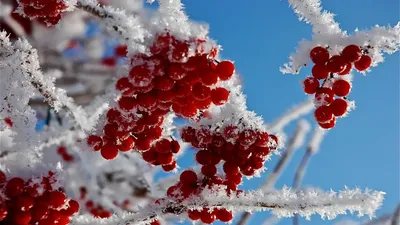 Зимний пейзаж с рябиной: Краски зимней природы