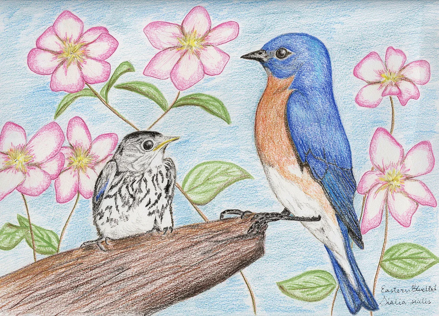 Весенние птицы рисунок. Птица рисунок. Рисование весенних птиц. Птицы для срисовки. Рисунки цветными карандашами для детей.