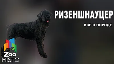 Фото Ризеншнауцера: отличный способ поднять себе настроение