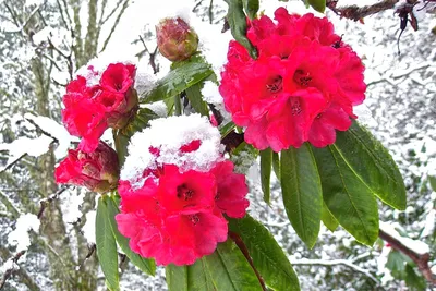 Рододендрон зимой: Фото JPG в большом размере