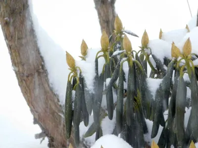 Зимний рододендрон: Картинка в формате PNG для скачивания