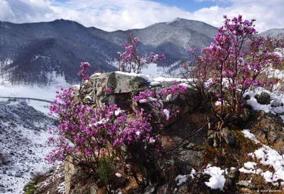 Фото рододендрона зимой: Очарование зимней природы