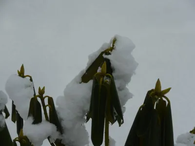 Рододендрон в зимний период: Фото и снег