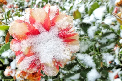 Фотка рододендрона зимой: Зимние оттенки