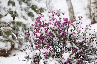 Фотка рододендрона зимой: JPG формат