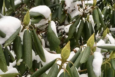 Рододендрон зимой: Красочное изображение
