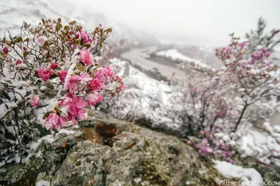 Фотография рододендрона зимой: PNG формат