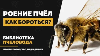 Фотографии роения пчел: мир, о котором мы мало знаем