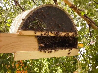 Фото Роевня для пчел: качественные фотографии пчел для скачивания