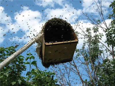 Фото Роевня для пчел: новые изображения пчел в формате JPG