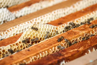 Роевня для пчел в фотографиях: откройте для себя удивительный мир пчел