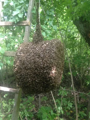 Фотографии пчел в Роевне: красота и важность этих насекомых