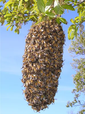 Пчелы категория