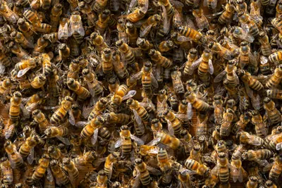 Уникальные фотографии роя пчел в формате PNG