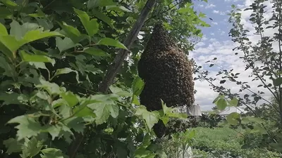 Пчелы: удивительные моменты на фото