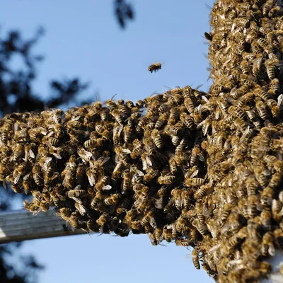 Фотографии роя пчел: великолепие и красота живой природы