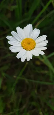 Букет из ромашек на фото