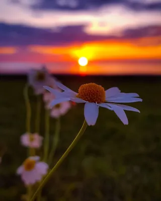 JPG фотография заката с ромашками