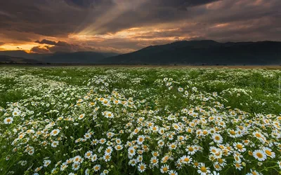 Фотка ромашек на закате для айфона