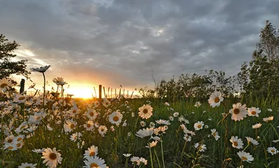 Рисунок ромашек на закате в HD качестве