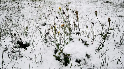 Снегопад и ромашки: нежные изображения