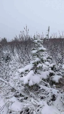 Ромашки под снегом: красивые фотографии