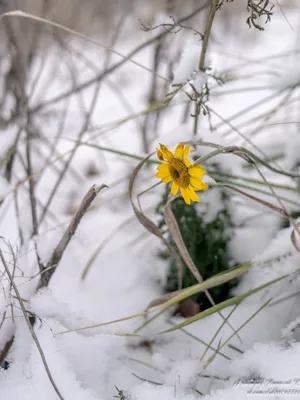 Зимний сад с ромашками: Персонализация изображений