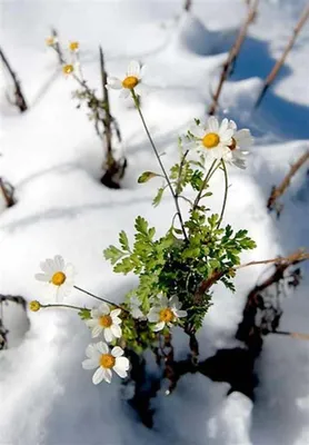 Зимний флорал: Изысканные ромашки с возможностью выбора формата