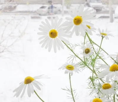 Фотографии ромашек в зимнем великолепии: Размеры на ваш выбор