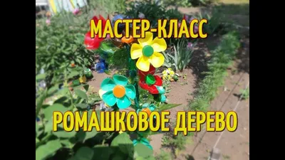 Коллекция прекрасных изображений Ромашкового дерева