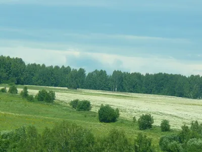 Фото ромашкового дерева: красота природы в одном снимке