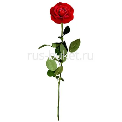 Изящная русская роза в различных форматах