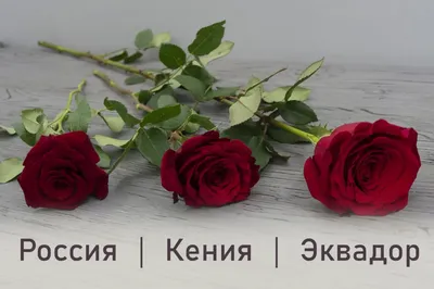 Выберите идеальный размер для скачивания русской розы
