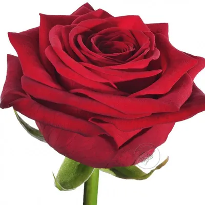 Изображение русской розы: красота, стоящая весьма высоко