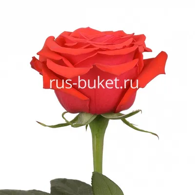Русская роза: символ любви и страсти в каждом пикселе