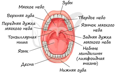 17. Фото-галерея: разнообразие изображений оральной полости