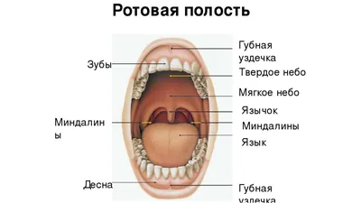 3. Удивительные детали: фото ротовой полости в высоком разрешении