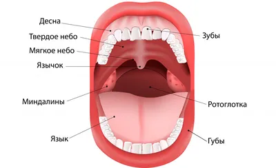 9. Интересные ракурсы: фото полости рта в необычных ракурсах