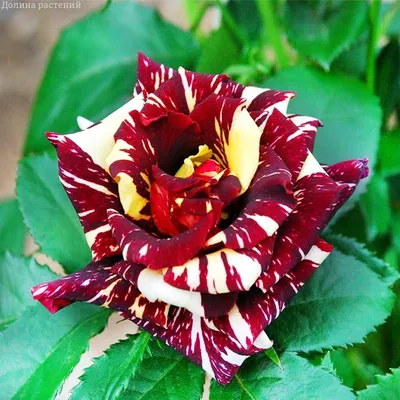 Фотография розы абракадабра с каплями росы