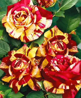 Картинка розы абракадабра с эффектом черно-белого фильтра