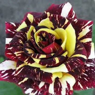 Фото розы абракадабра с эффектом ретро
