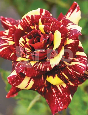 Картинка розы абракадабра в формате png