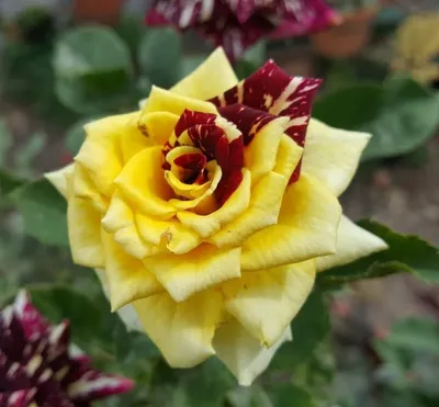 Картинка розы абракадабра с эффектом радуги