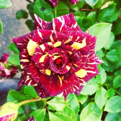 Фотография розы абракадабра с эффектом глиттера