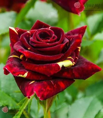 Изображение розы абракадабра в формате webp для быстрой загрузки