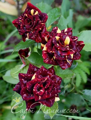 Картинка розы абракадабра с эффектом зеркального отражения