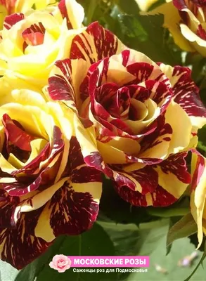 Изображение розы абракадабра в дневном освещении