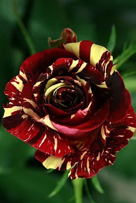 Картинка розы абракадабра на фоне заката