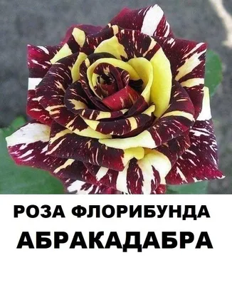 Фотография розы абракадабра с яркими цветами