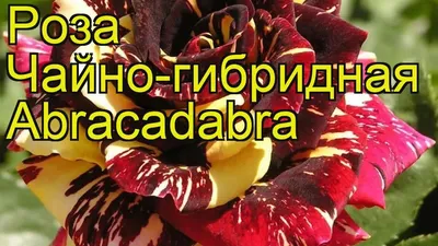 Изображение розы абракадабра для использования в медицинских целях